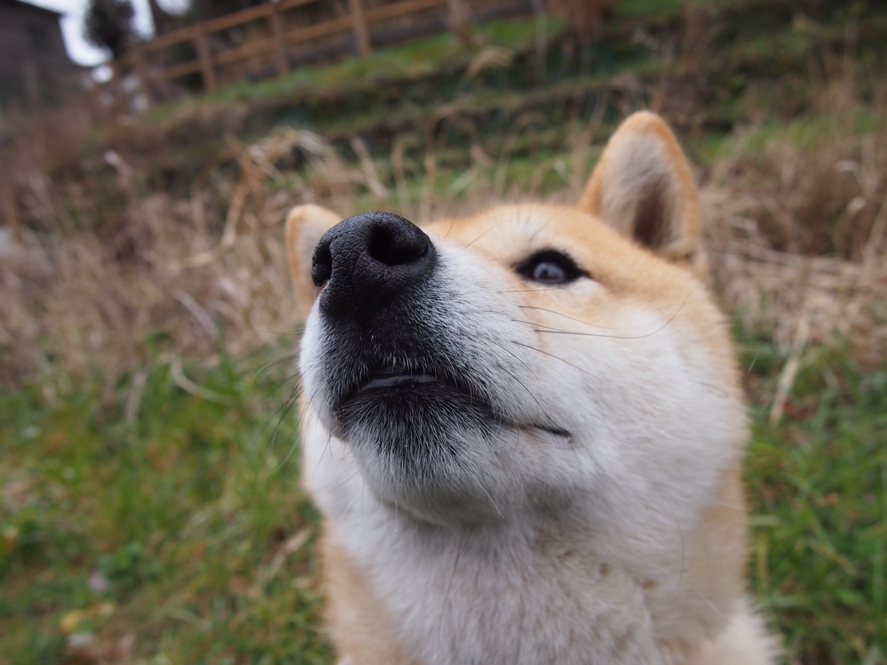 伟大相遇的唯一注脚,塞维利亚与勒沃库森的史诗对决,莱万全场最佳之名无可争议