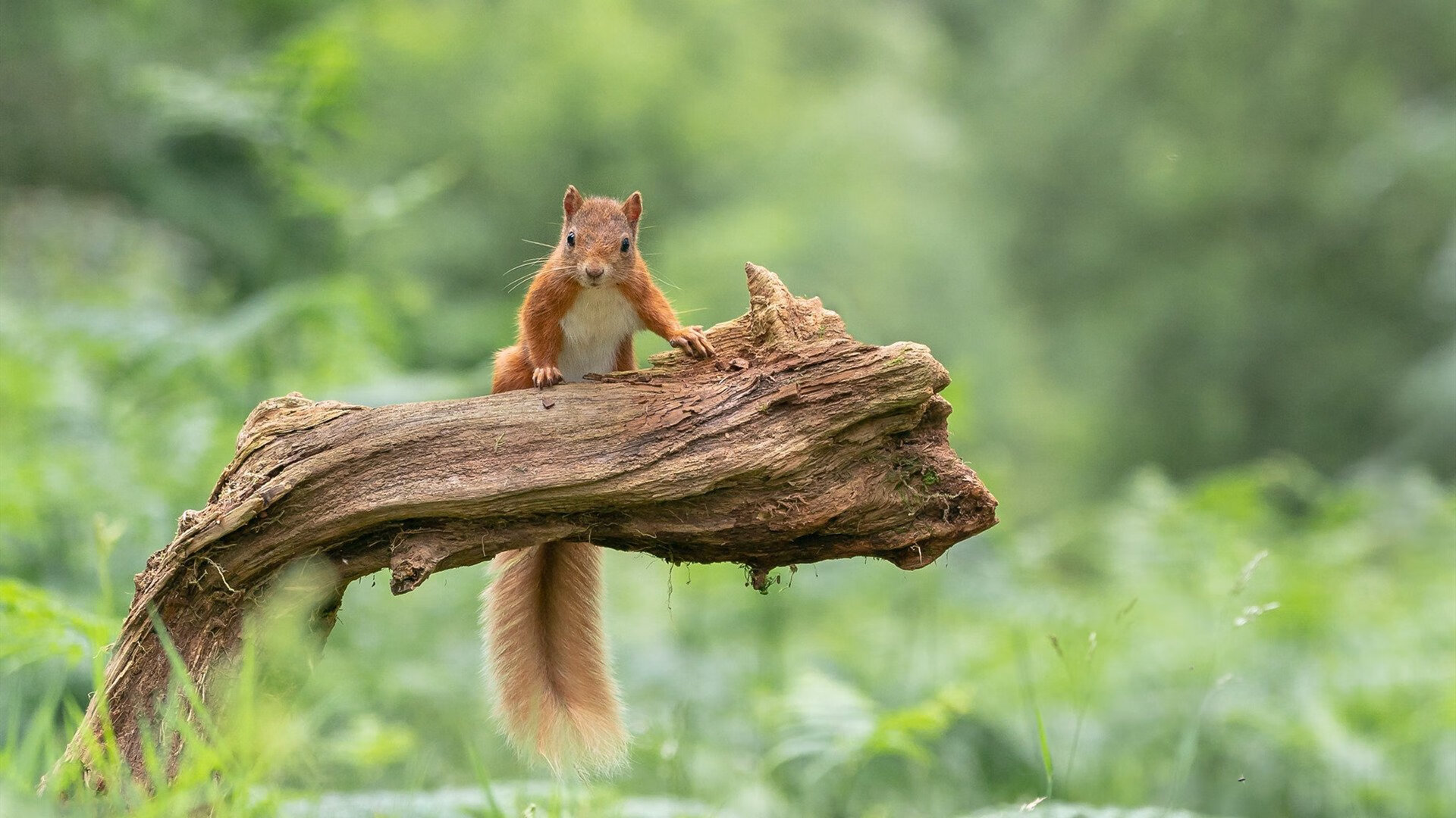 落选秀的审判日,东决关键战之夜,范弗利特开启上帝模式